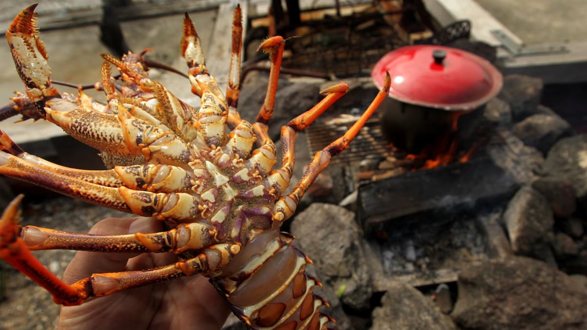 Shoplifter Arana Anderson puts frozen crayfish down pants at supermarket, goes back for mud cake