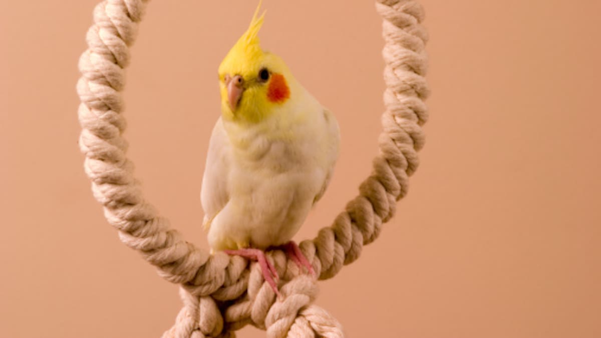 Drainlayer, panel beater loses fight for cover from ACC for lung disease because of pet parrot