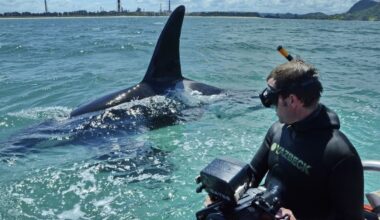 Steve Hathaway Seaweek Mangawhai event offers rare ocean film insights