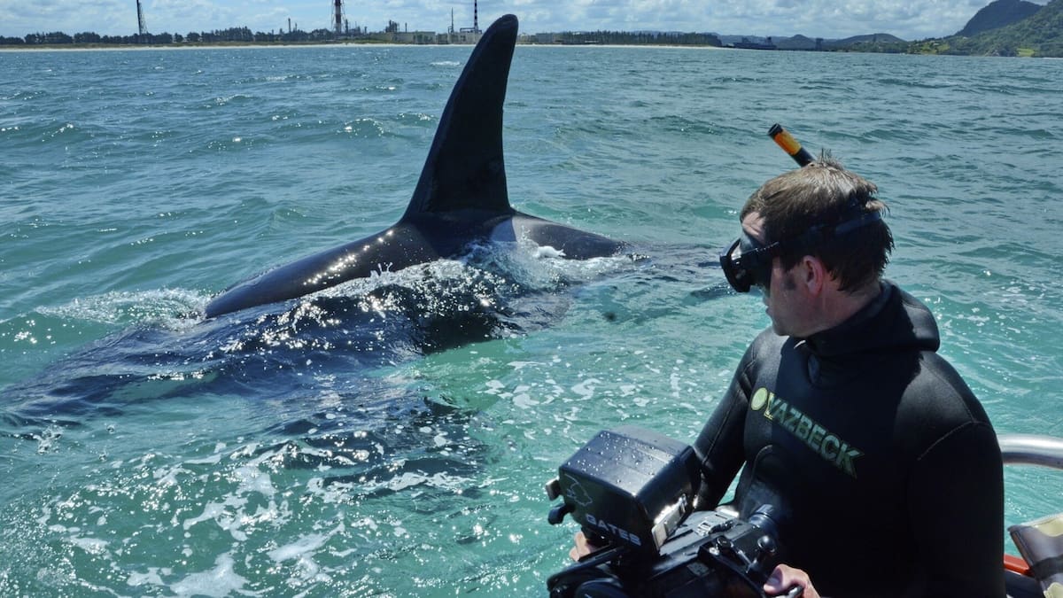 Steve Hathaway Seaweek Mangawhai event offers rare ocean film insights