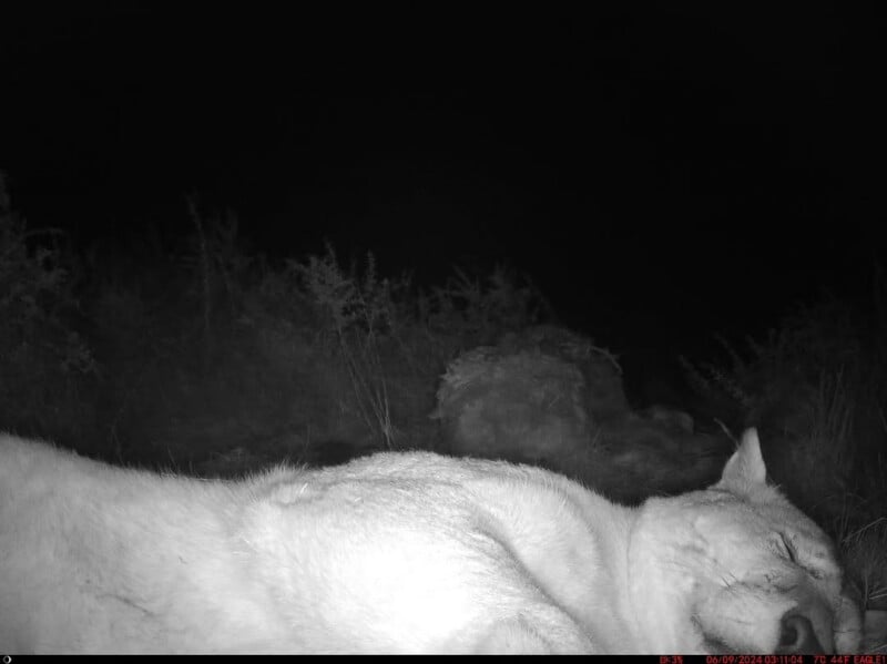 A large animal, likely a lion, lies on its side in the foreground at night, partially illuminated. Dense grasses and another indistinct animal shape are visible in the background.