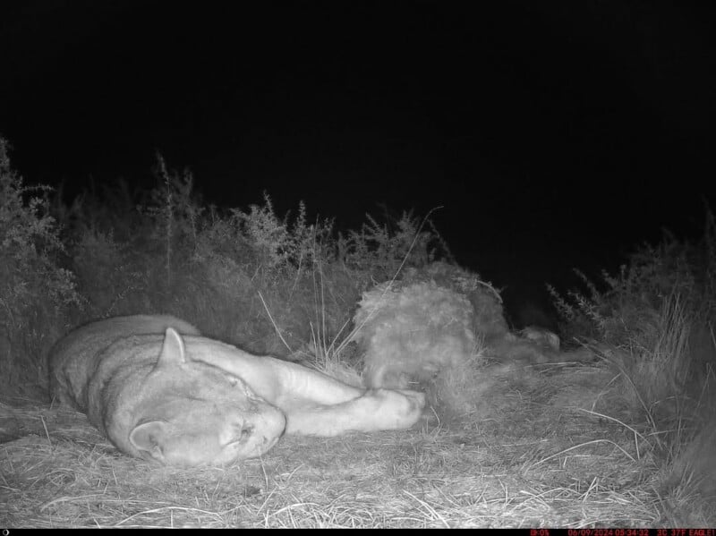 A black-and-white night vision photo shows a mountain lion lying on its side in tall grass, appearing to rest or sleep. Another indistinct animal lies beside it, partially obscured by vegetation.