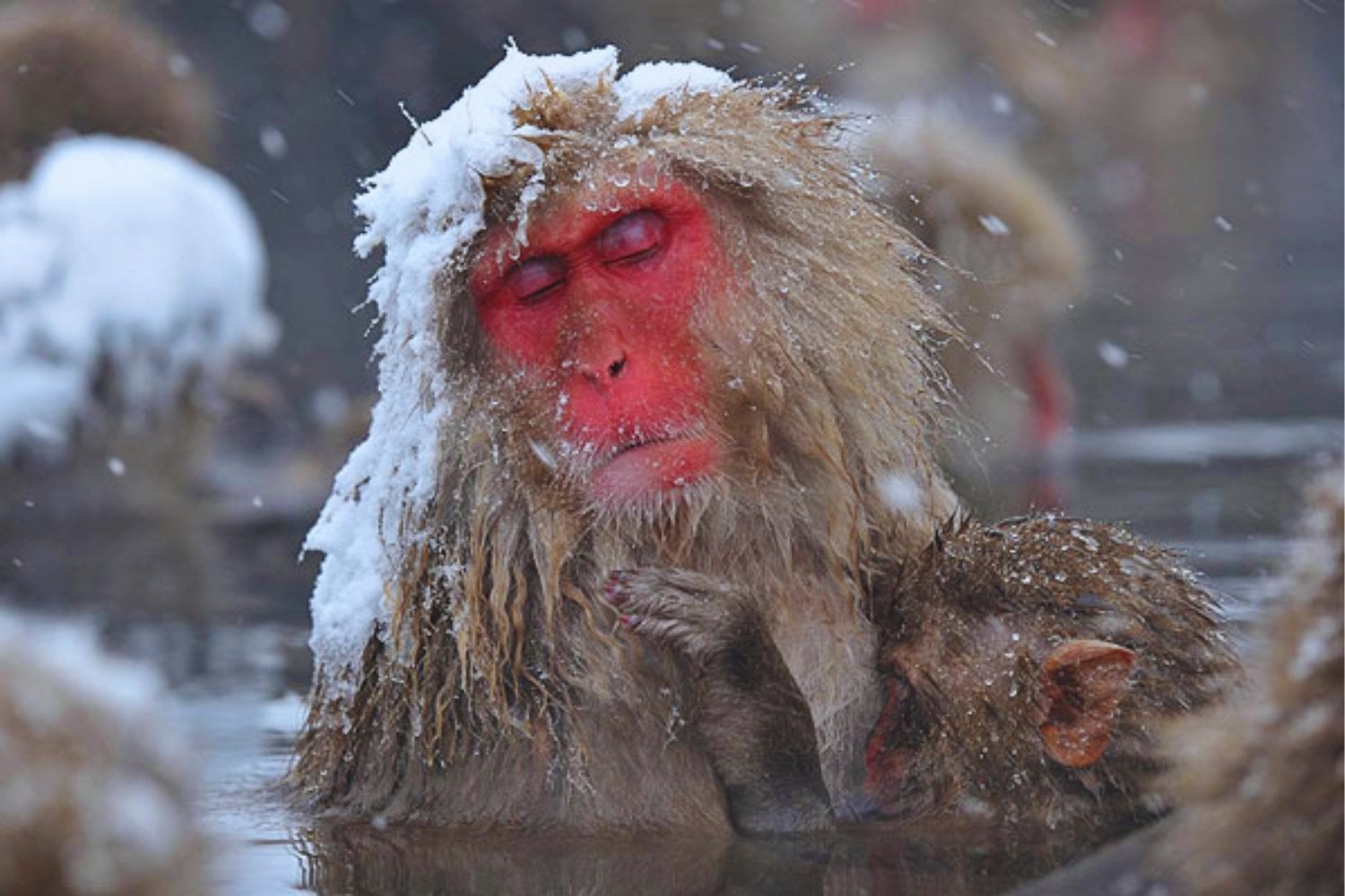 Japanese monkeys bathe to avoid freezing. Unbeknownst to them, this habit is rewriting their microscopic biology.