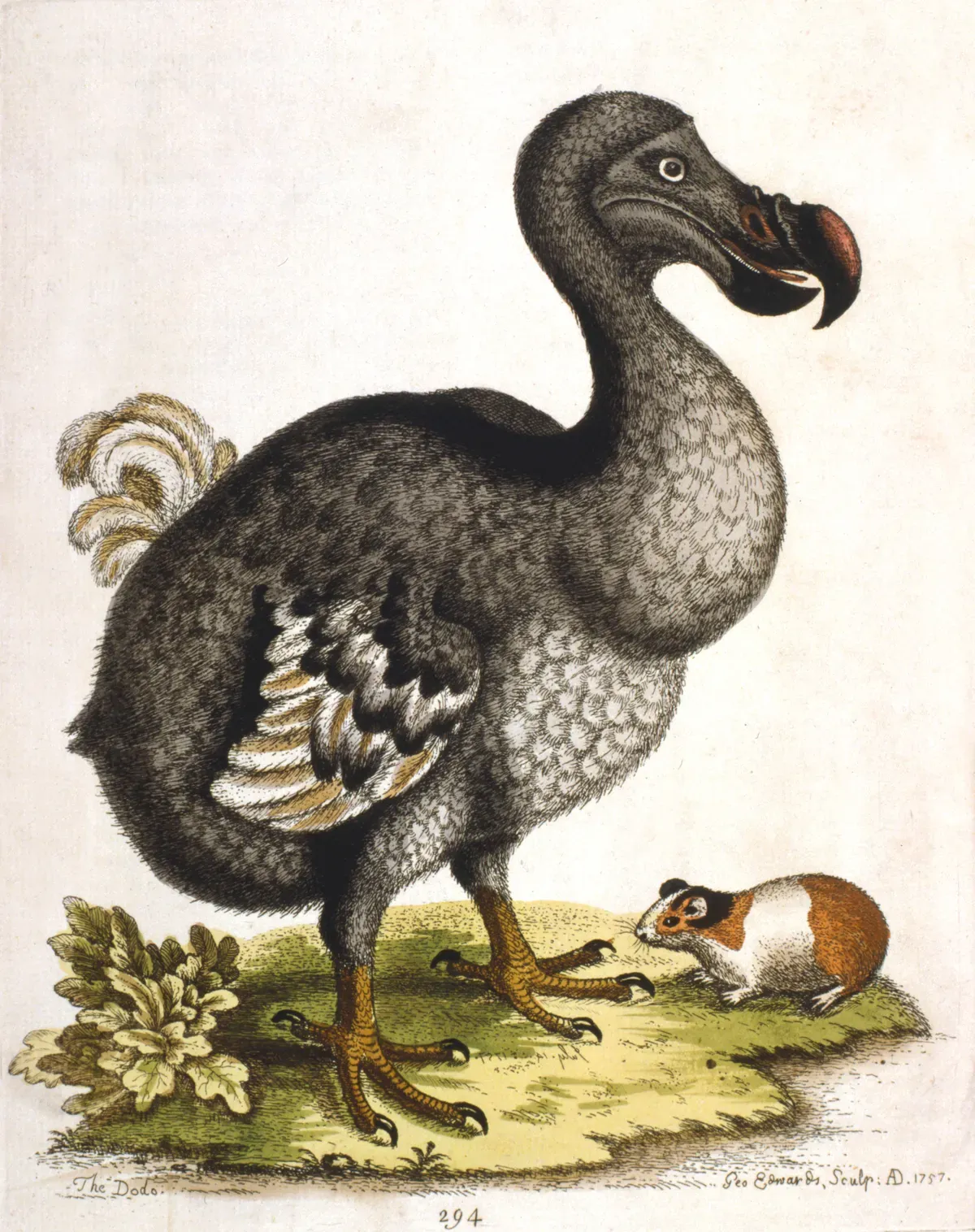 Dodo illustration