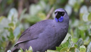 Rat-free forest offers rare boost for kōkako north of Rotorua
