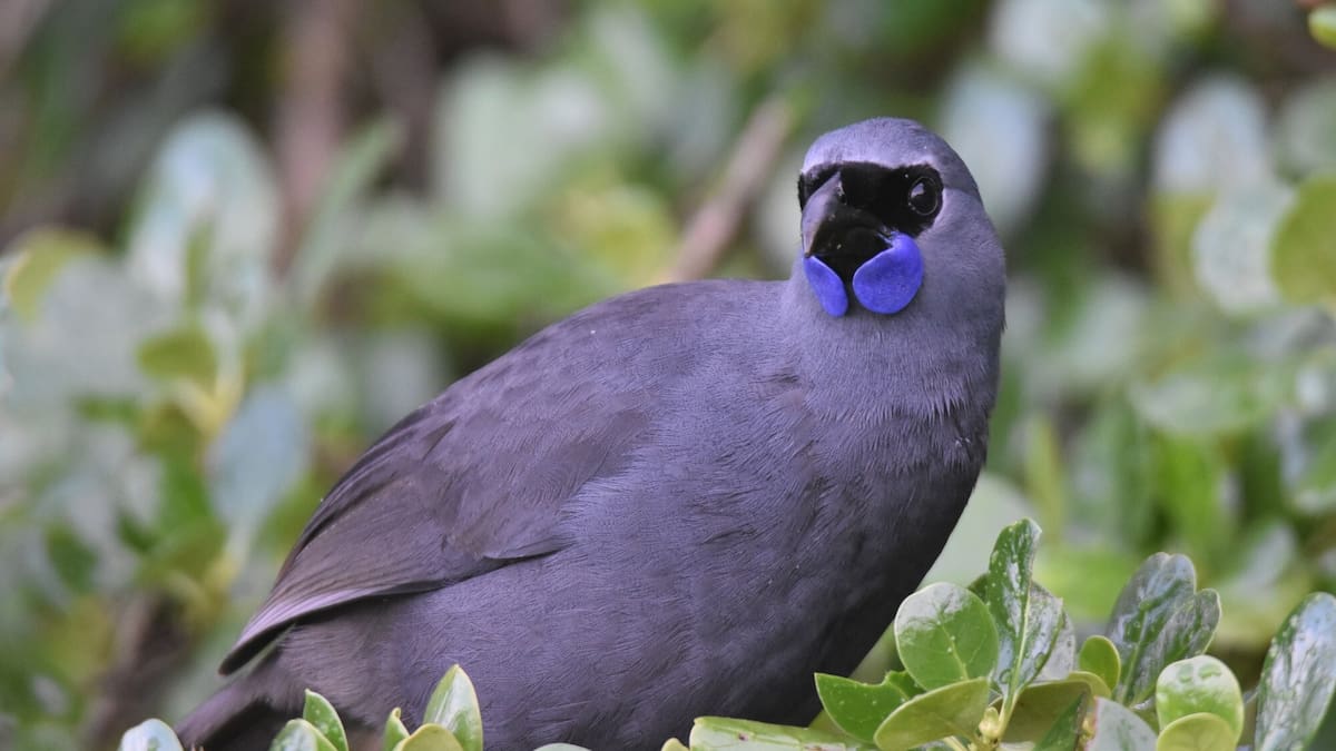 Rat-free forest offers rare boost for kōkako north of Rotorua