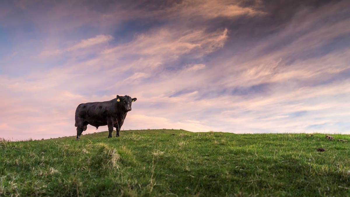 FMG admits misleading insurance charges after FMA investigation, pays back $5.3m to customers