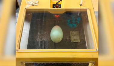 The Good Life: Close encounters with rare native wildlife