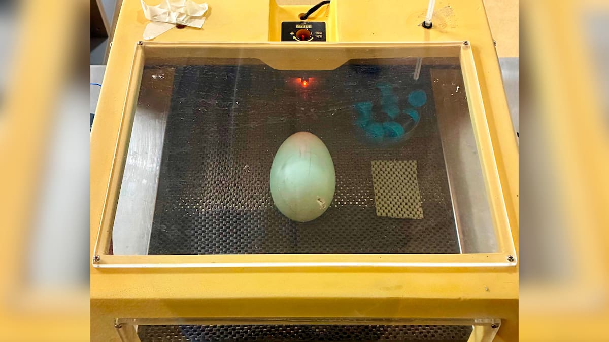 The Good Life: Close encounters with rare native wildlife