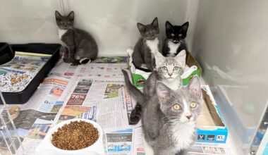 Kitten season strain: Waikato SPCA pleads for fosterers and adoptions