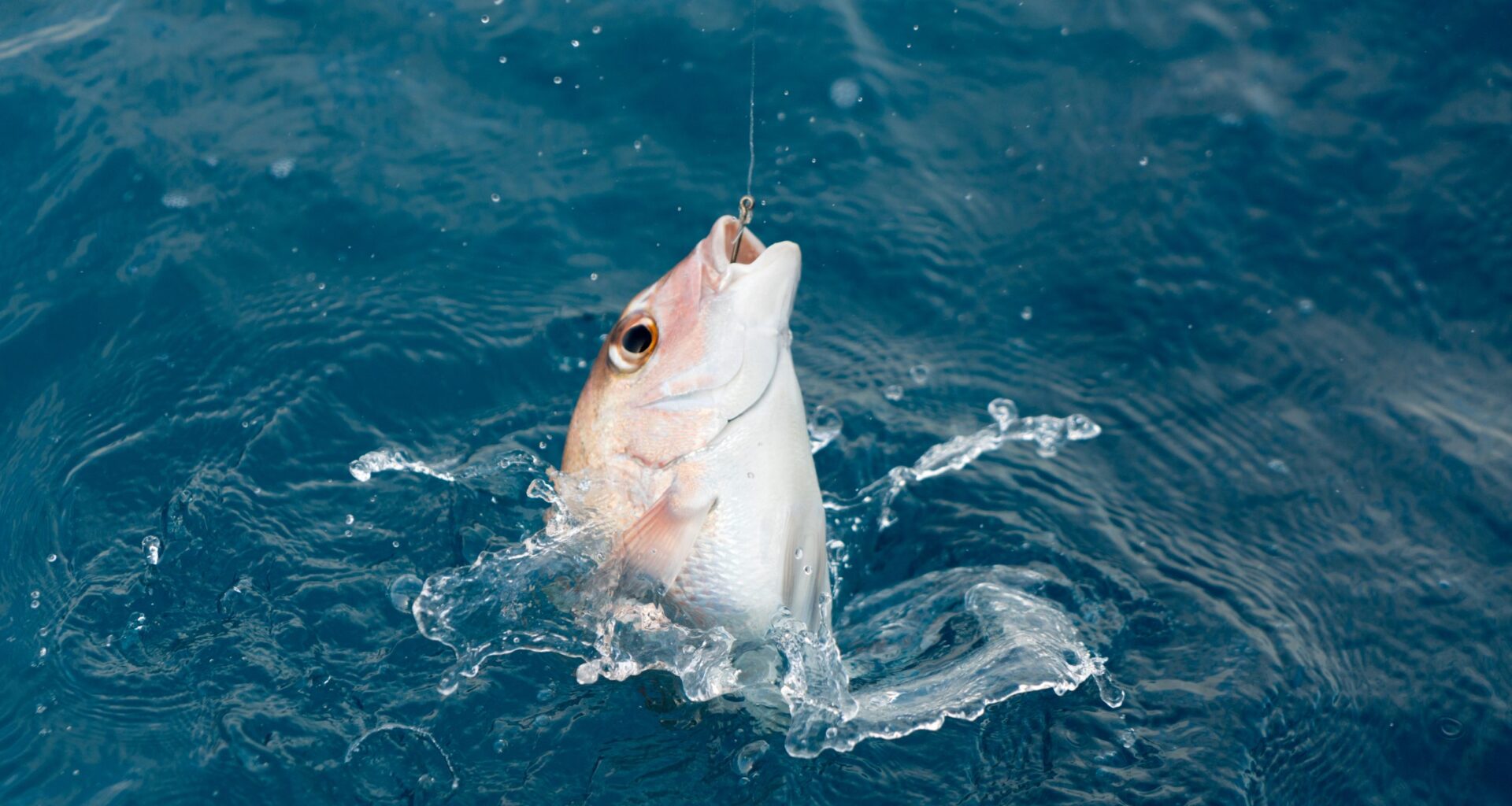 Fisheries emerges as unlikely election battleground