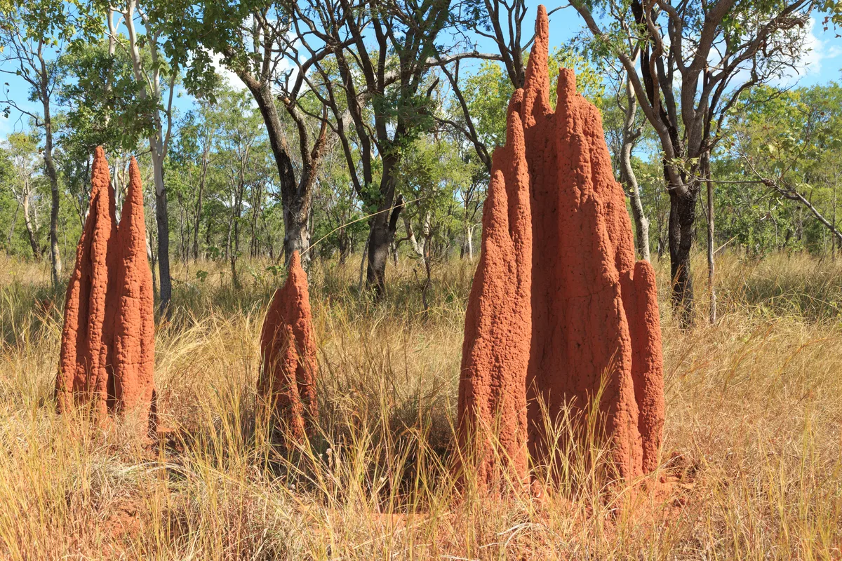 Termite mound