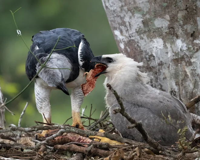 Harpy eagles eating prey