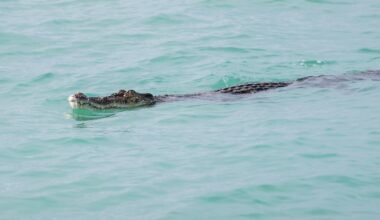 What's That in the Ocean? Oh, It's a Massive Crocodile.