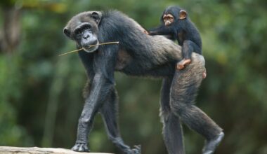 Can chimpanzees and other great apes breed with monkeys?