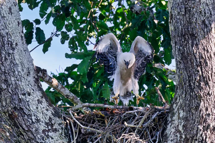 Harpy eagle chick testing its wings
