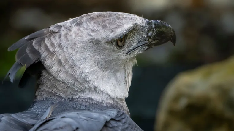 Close up of a harpy eagle