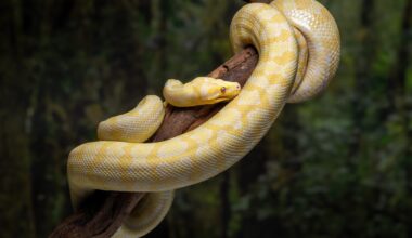 A python snake curled around a tree branch