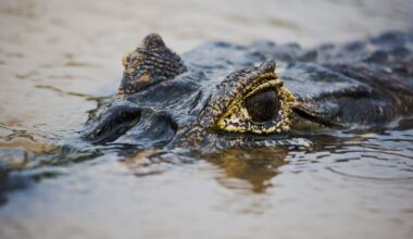 Caiman eye