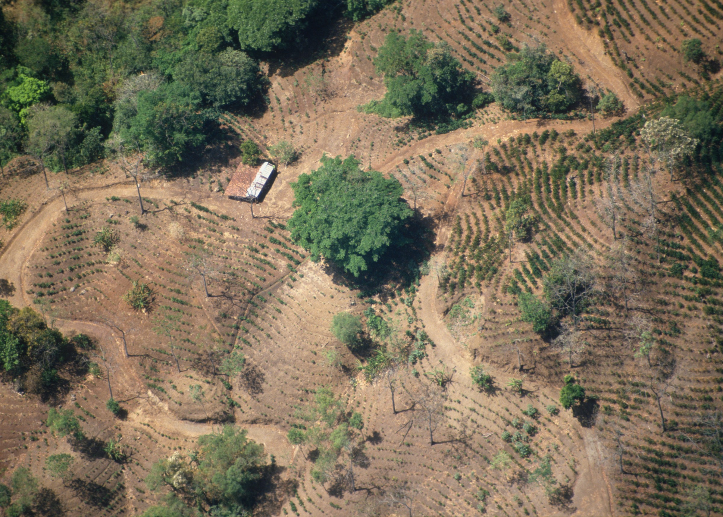 Agriculture-driven deforestation in Costa Rica’s Osa Peninsula, in 1988.