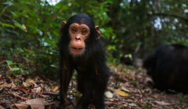 Eastern chimpanzee male infant