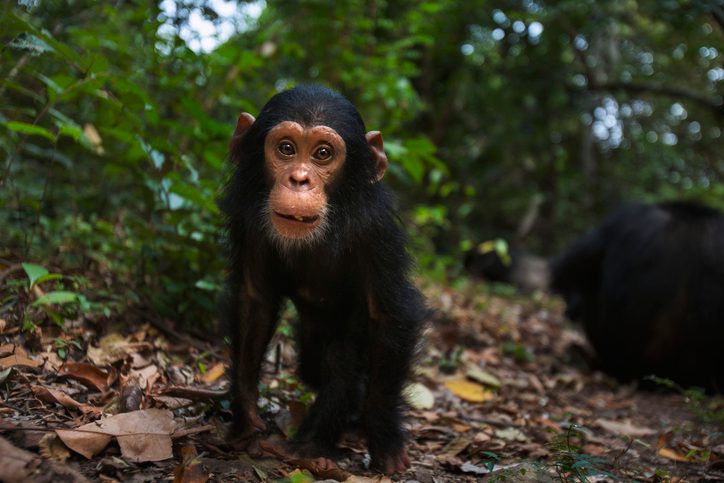 Eastern chimpanzee male infant