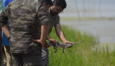 Experts divided over reintroducing captive-bred gharials in rivers