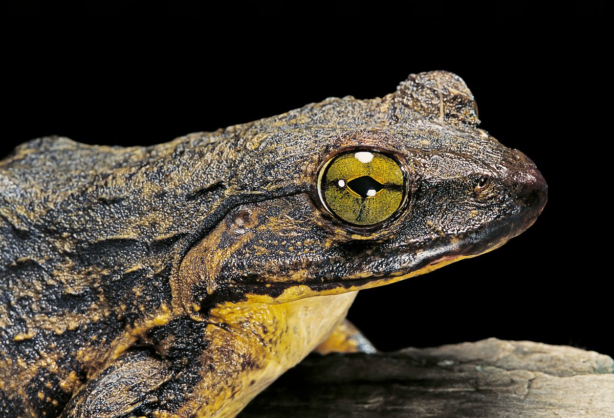 Fiery-Throated Hummingbird perching (Panterpe insignis) Costa Rica