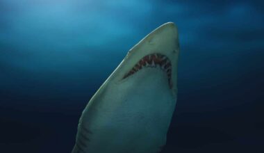 Great White Shark Spotted In Spain For The First Time In Over 100 Years