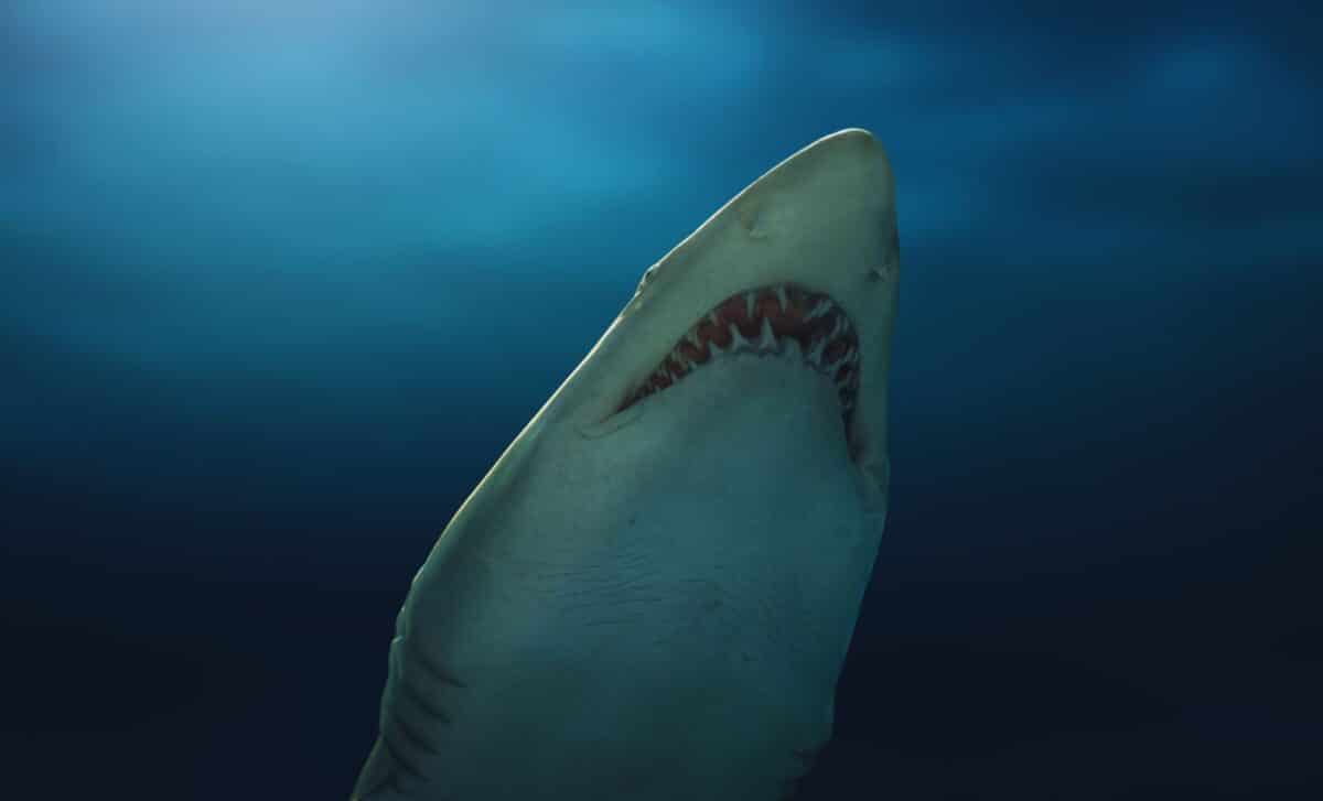 Great White Shark Spotted In Spain For The First Time In Over 100 Years