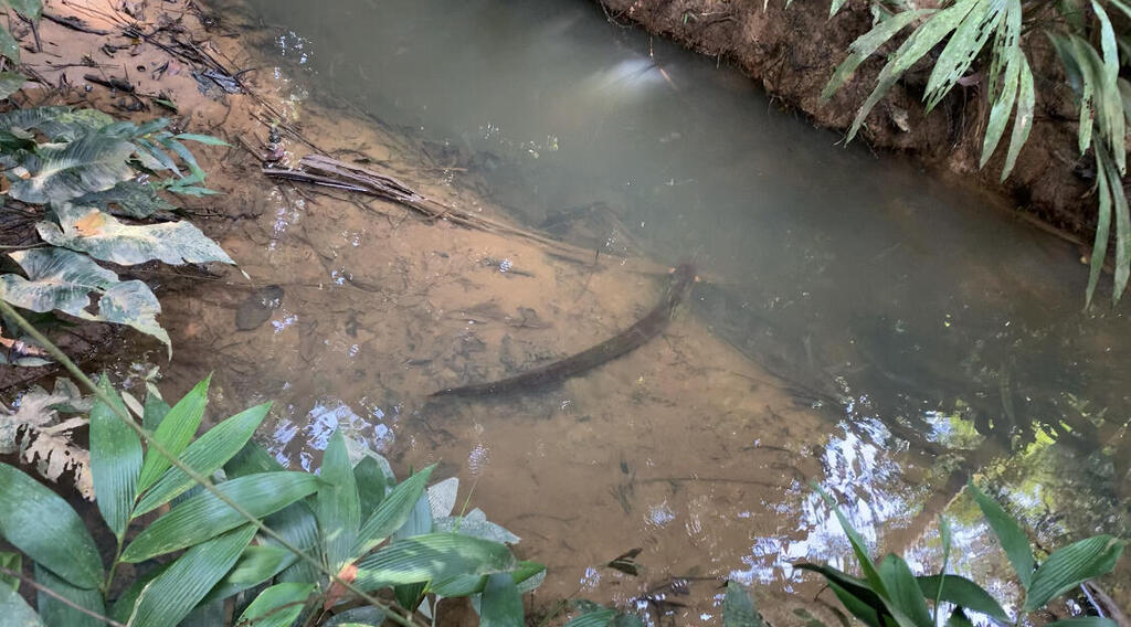 An electric eel, a highly dangerous animal (Photo: Guy Steinbruch) צלופח חשמלי, חיה מסוכנת מאוד