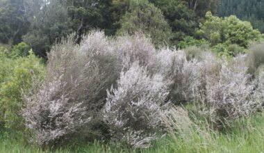 Pastures Past: Farmers and catchment boards clash over mānuka blight in 1949