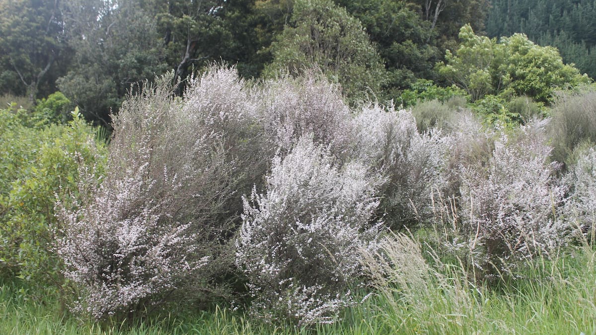 Pastures Past: Farmers and catchment boards clash over mānuka blight in 1949