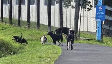 Ahipara residents carry sticks after roaming dog attacks spark fear