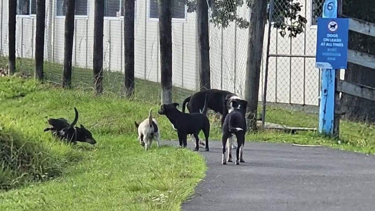 Ahipara residents carry sticks after roaming dog attacks spark fear