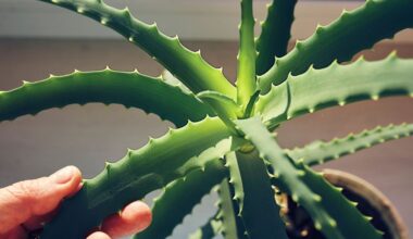 Aloe Vera Compound May Help Fight Alzheimer's Disease, Simulations Suggest : ScienceAlert