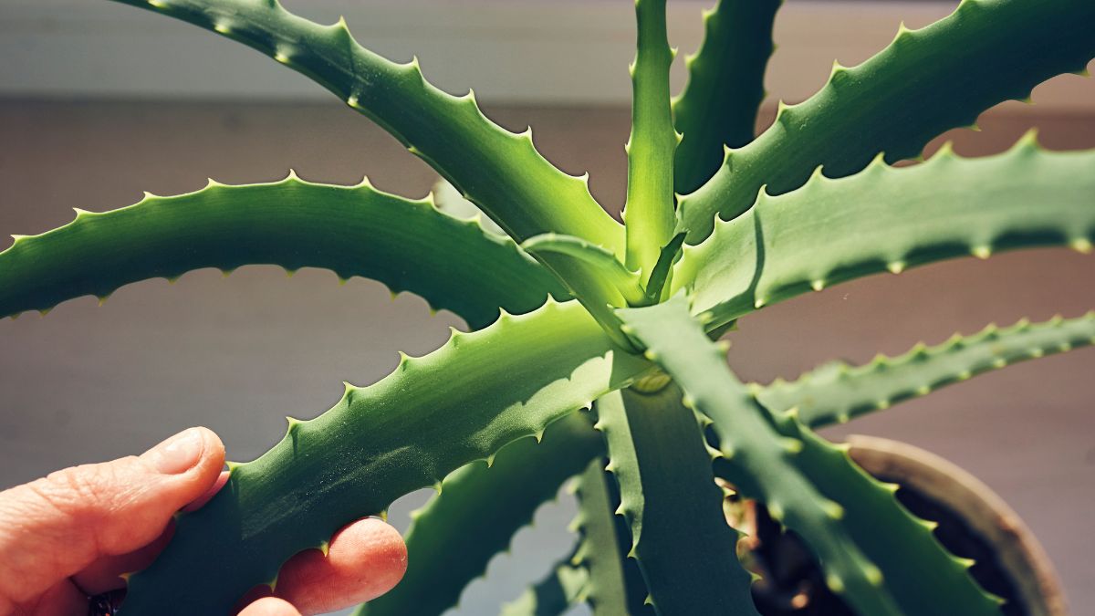 Aloe Vera Compound May Help Fight Alzheimer's Disease, Simulations Suggest : ScienceAlert