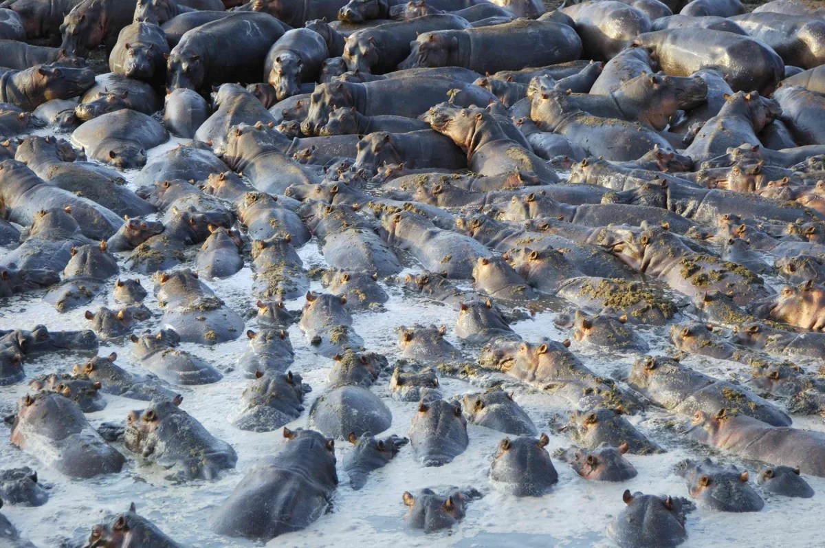 Hippos in Katavi National Park, Tanzania