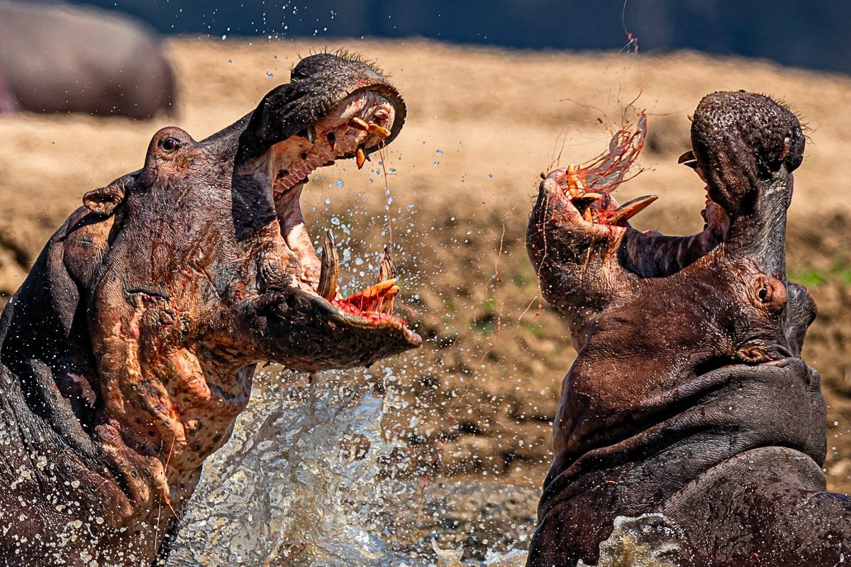 Astonishing power and resilience of hippos revealed in 16 incredible photos