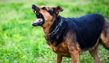 Wellington plastic surgeon treating dog attack victims every week