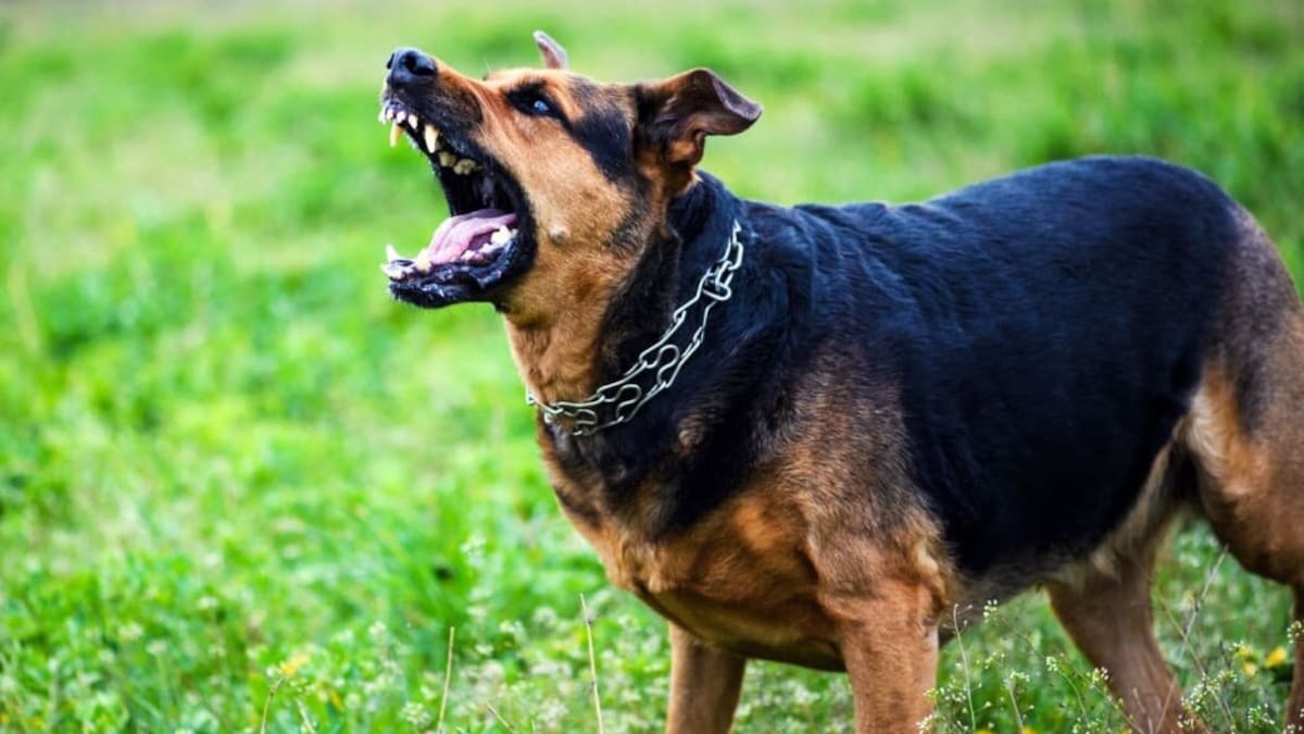 Wellington plastic surgeon treating dog attack victims every week