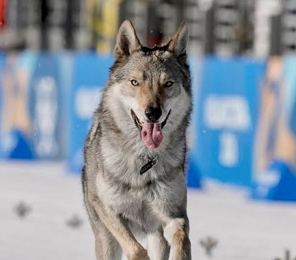 How A Wolfdog Stole The Hearts Of Millions At The 2026 Winter Olympics In Italy