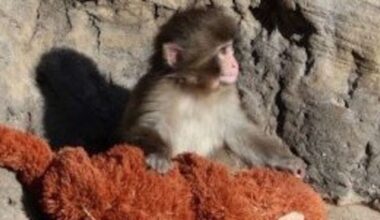 Baby monkey Punch clings to stuffed toy as fans flock to Japan zoo