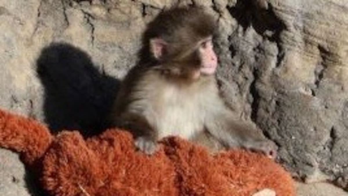 Baby monkey Punch clings to stuffed toy as fans flock to Japan zoo