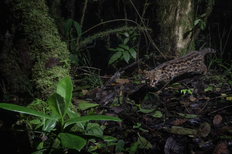 Recent research uncovered illegal trafficking of small felines, including ocelots, jaguarundis, and margays, as well as clouded tiger cats — which are highly threatened in Colombia.