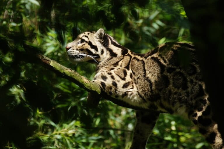 Clouded leopards, like the one pictured here, are targeted for their skins and other parts, with poaching a significant factor in their decline across Asia. They’re often considered the largest of the small cats or smallest of the big cats.