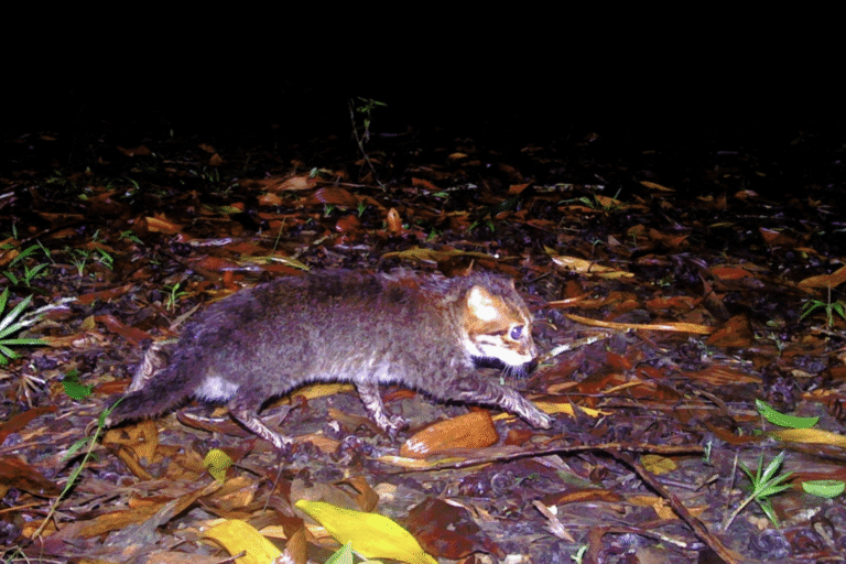The recent rediscovery of flat-headed cats in Thailand came with a warning that they could be targeted by poachers. That was sparked by the seizure of two flat-headed cats there in 2025, potentially destined for the exotic pet trade.