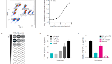 Pro-inflammatory Stimulation Induces Concentration-Dependent Release of Inflammatory Cytokines. A) Dot plot showing single beads and Forecyt® gating strategy for the custom murine Qbead panel designed to assess 11 inflammatory secreted proteins of interest. B) Standard curve from which CCL3 (MIP-1α) protein concentrations were derived. C) Heatmap for CCL3 concentration. D) CCL3 concentration in response to a concentration range of LPS or vehicle. E) CCL3 concentration in response to a single concentration of LPS (100 ng/mL) in the presence of direct Akt inhibitor MK2206 (5 μM). Data presented as mean + SEM at 4 hours post-stimulation, n = 3 replicates