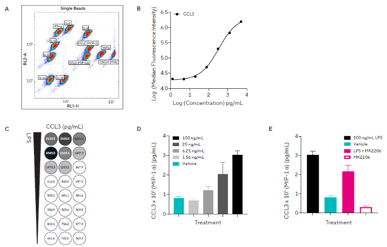 Pro-inflammatory Stimulation Induces Concentration-Dependent Release of Inflammatory Cytokines. A) Dot plot showing single beads and Forecyt® gating strategy for the custom murine Qbead panel designed to assess 11 inflammatory secreted proteins of interest. B) Standard curve from which CCL3 (MIP-1α) protein concentrations were derived. C) Heatmap for CCL3 concentration. D) CCL3 concentration in response to a concentration range of LPS or vehicle. E) CCL3 concentration in response to a single concentration of LPS (100 ng/mL) in the presence of direct Akt inhibitor MK2206 (5 μM). Data presented as mean + SEM at 4 hours post-stimulation, n = 3 replicates