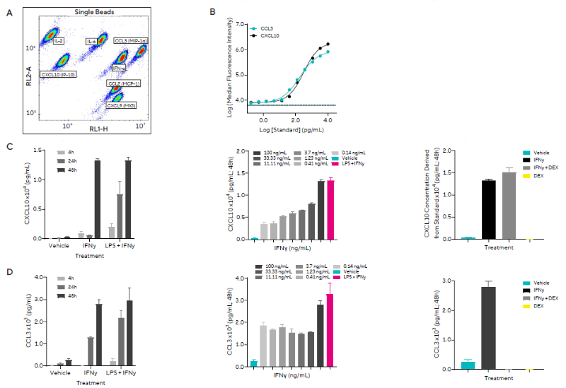Pro-inflammatory stimulation of microglia induces inflammatory secreted protein release Human iPSC-derived microglia were treated with LPS and IFNγ, in the absence or presence of DEX. A) Forecyt<sup>®</sup> gating strategy for each secreted protein. B) Cytokine standards from which concentrations were derived shown for two of the seven secreted proteins, CCL3 and CXCL10. C) CXCL10 concentration in response to 100 ng/mL IFNγ or positive control across 4 – 48 hours (left), a concentration range of IFNγ at 48 hours (middle), and 100 ng/mL IFNγ in the presence or absence of DEX at 48 hours (right). D) CCL3 (MIP-1α) concentration in response to 100 ng/mL IFNγ or positive control across 4 – 48 hours (left), a concentration range of IFNγ at 48 hours (middle), and 100 ng/mL IFNγ in the presence or absence of DEX at 48 hours (right). Data presented as mean + SEM, n = 3 replicates
